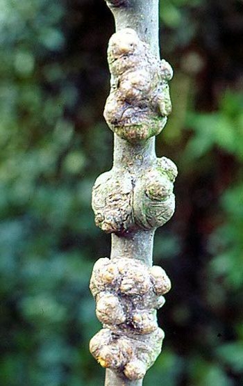 Zorri lanigeroak sortarazitako tumoreak adarrean.