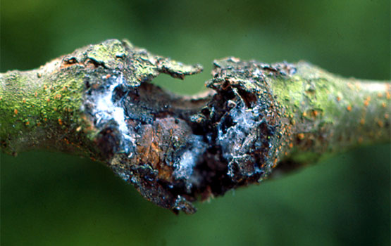 Zorriz betetako txankroa.