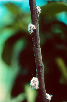 Zorriak landutako ilaun kotoikara.