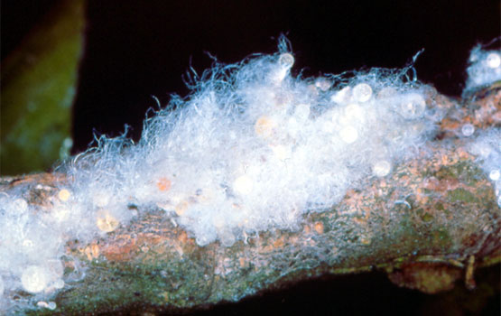 Ilaun kotoikara tipikoa.