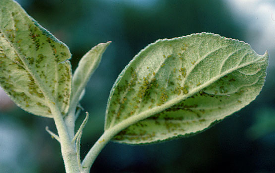 Pulgones en el envés de una hoja.
