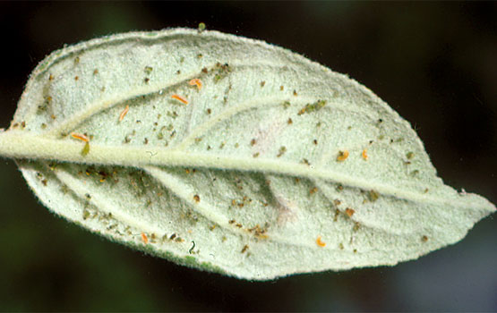 Pulgones atacados por cecidómidos depredadores, de color naranja.