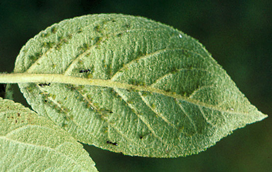 Hormigas y colonia de pulgones, en la cara inferior de una hoja.