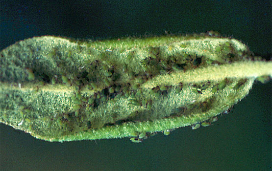 Comienzo de la deformación en hoja.