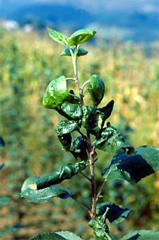 Brote atacado por pulgón.