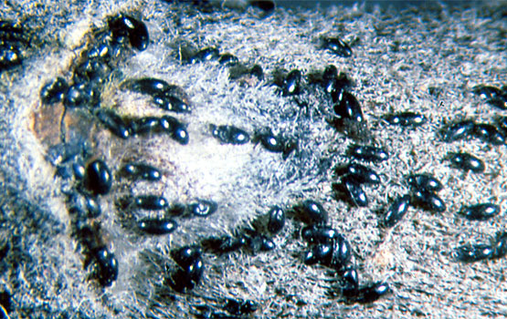 Detalle de puesta de huevos.