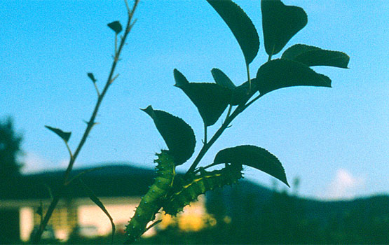 Orugas de Saturnia comiendo brotes de manzano.