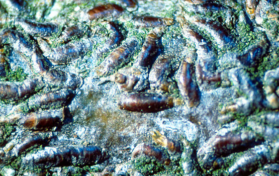 Detalle de serpeta adulta; algunas de ellas con el escudo perforado debido al parasitismo.