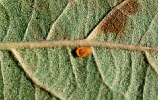 Capullo de crisálida.