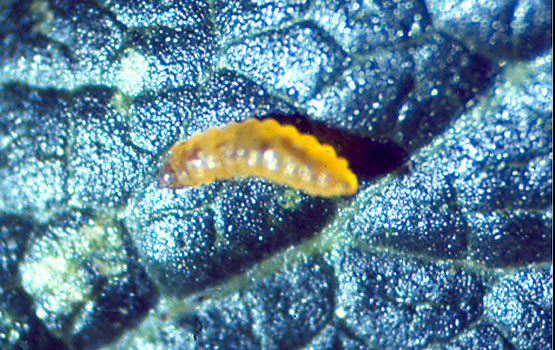 Larva de Stigmella.