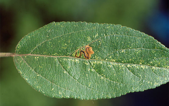 Daño causado por  Stigmella malella  en la cara superior de una hoja.