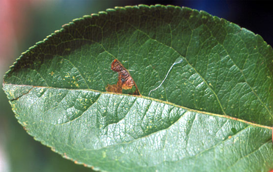 Daño causado por la Stigmella pomella.