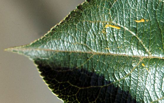 Polenari dagozkion orban horiak.