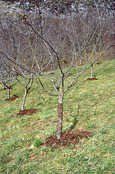 Burrknot-ak harrapatutako zuhaitzak.