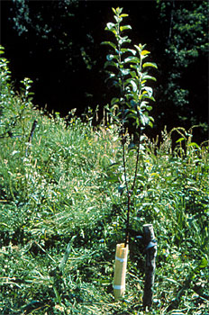 Protección contra roedores.