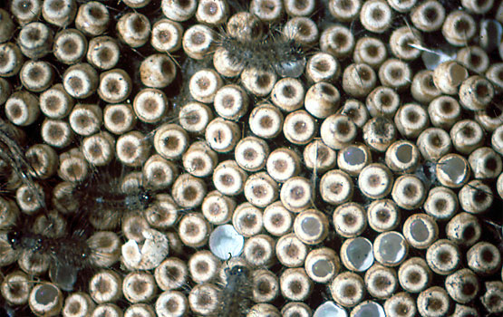 Orgya antiqua-ren arrautzak, lehen beldarrak irteten hasten diren unean.