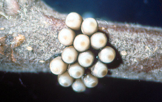 Huevos sin eclosionar.