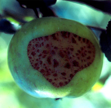 Daño producido por noctúdos.