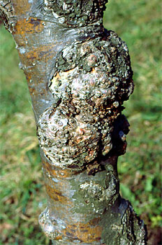 Agallas producidas en tronco de manzano.
