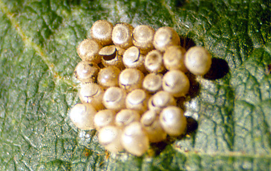 Puesta en la que se aprecian los huevos vacíos tras eclosionar.