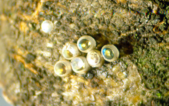 Puesta de huevos en forma de barril típica de los chinches.