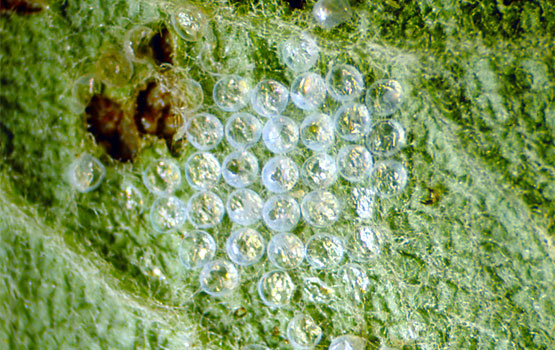 Ooplaca eclosionada típica de algunos lepidópteros.