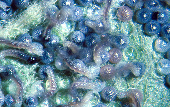 Larvas y huevos de geométrido en el momento de la eclosión.