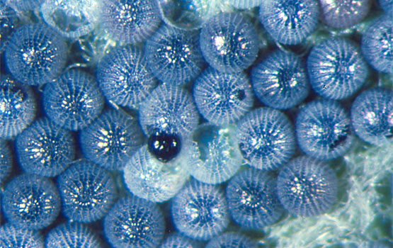 Puesta de geométrido.