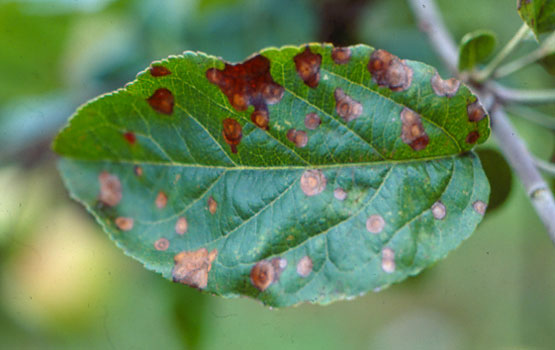 Jatorri ezezaguneko orban zirkular eta marroiak hostoan.