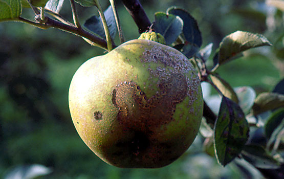 Desgastes en fruto producidos por mordeduras de oruga.