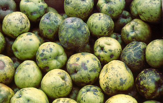 Gloeodes pomigena-k erasotako sagarrak biltegian.