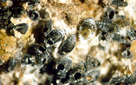 Zorri parasitatuak; parasitoidearen irteerako zuloak ikusten dira.