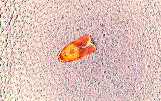 Cacoecimorpha pronubana.