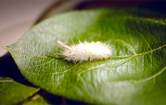 Oruga de Elkneria pudibunda.