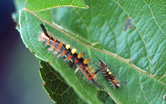 Orgya antiqua beldarrak.