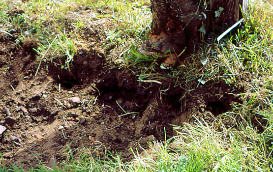 Galerías excavadas por roedores.