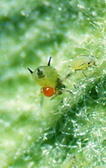 Larva de Allothrombium, de color naranja, parasitando un pulgón verde.