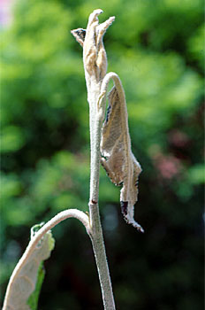 Incisión en brote, causando su desecación.