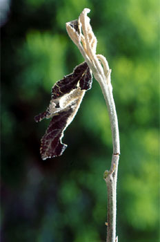 Desecación en brote.
