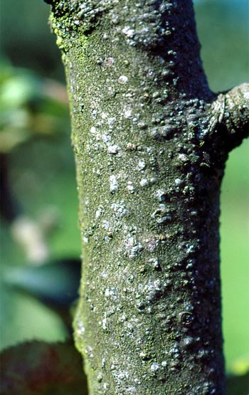 Rama atacada por el piojo de San José.