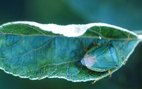 Adulto de Palomena prasina.