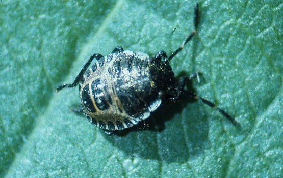 Ninfa de chinche fitófago.