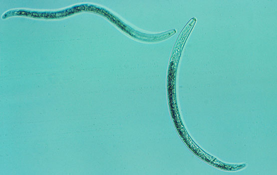 Sagarrondoaren sustraietatik erauzitako nematodoa.