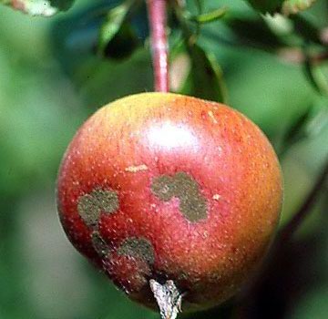 Manzana roja afectada por moteado.