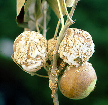 Moniliak erasotako fruituak, ustelduraren fase ezberdinak.