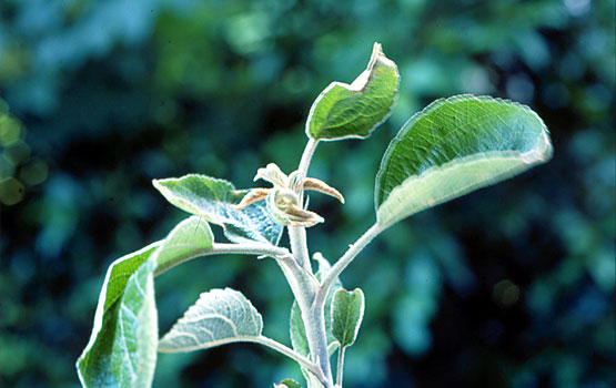 Fitotoxikotasunak eragindako desordena apikala.