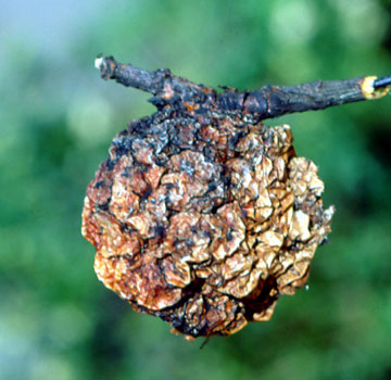 Sagar momifikatua, jatorri ezezaguna.