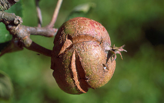 Fruituaren pitzadura, sagardotarako sagar barietate batzutan ohikoa dena.