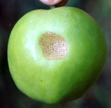 Daño típico en fruto, producido por noctuidos.