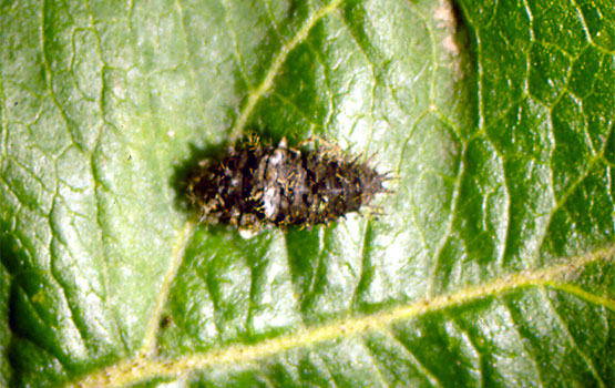Larva de coccinélido, momificada.